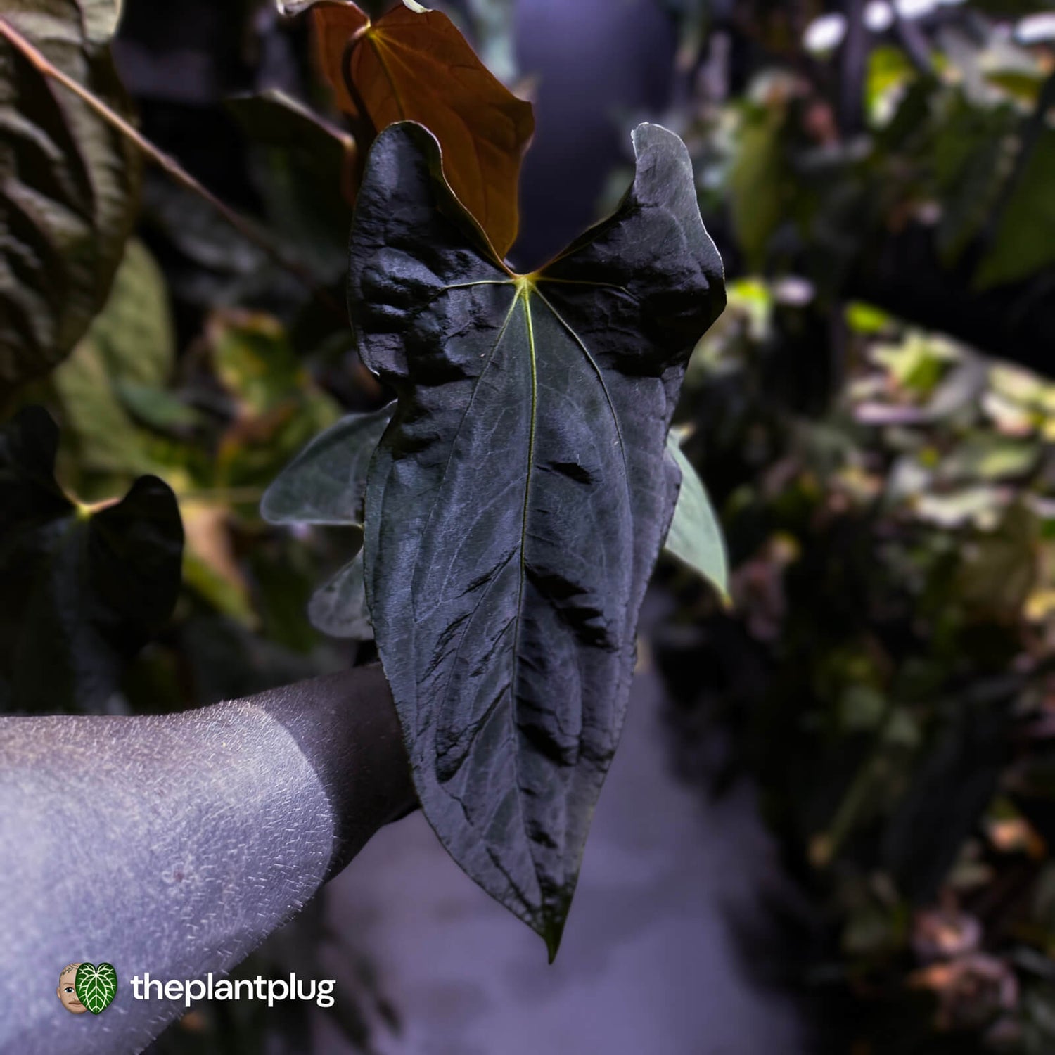 Anthurium papillilaminum 'RLFS' x pap 'RL' s1 • select