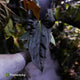 Anthurium papillilaminum 'RLFS' x pap 'RL' s1 • select
