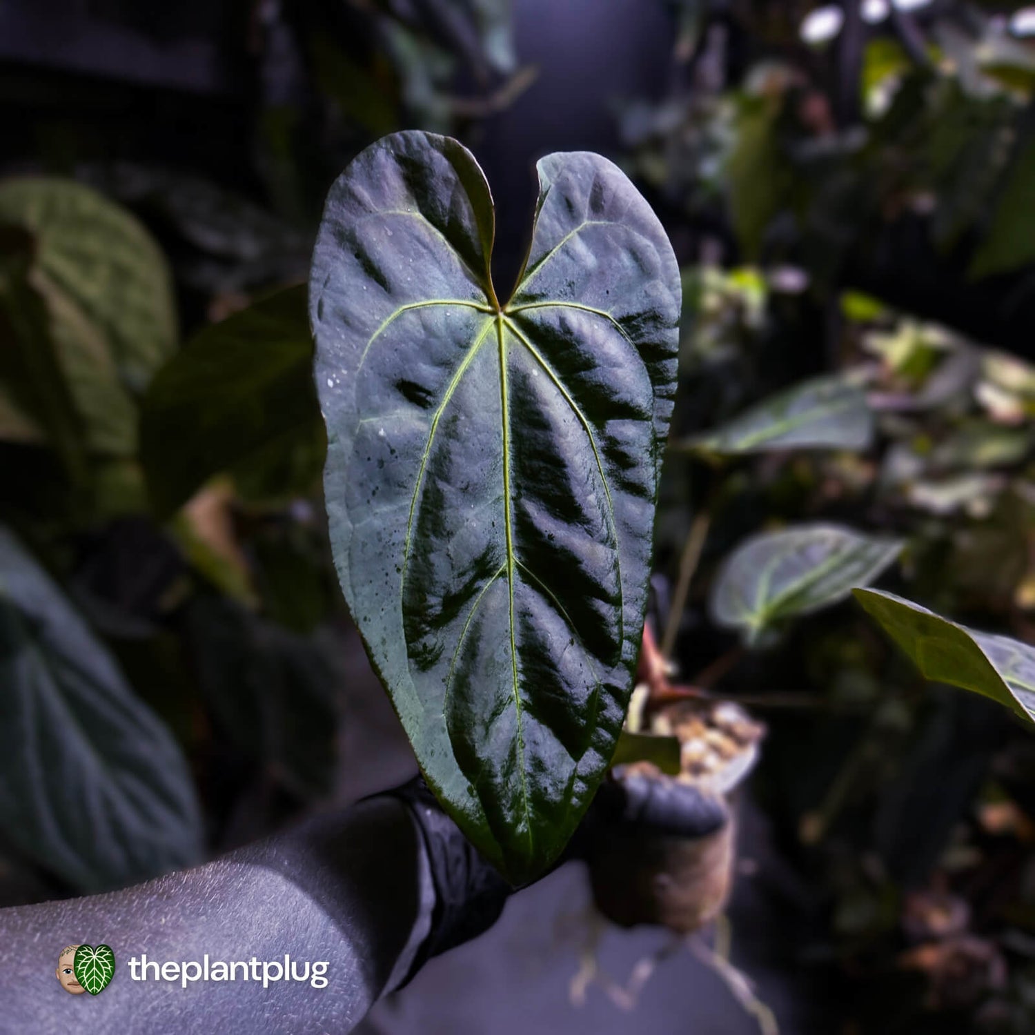 Anthurium #PurplePeopleEater 👾