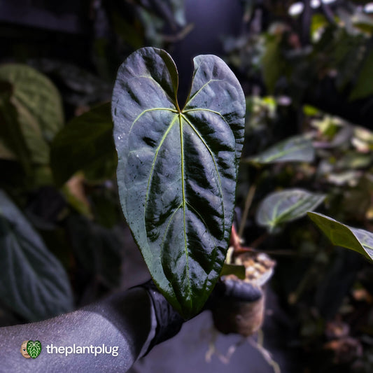 Anthurium #PurplePeopleEater 👾