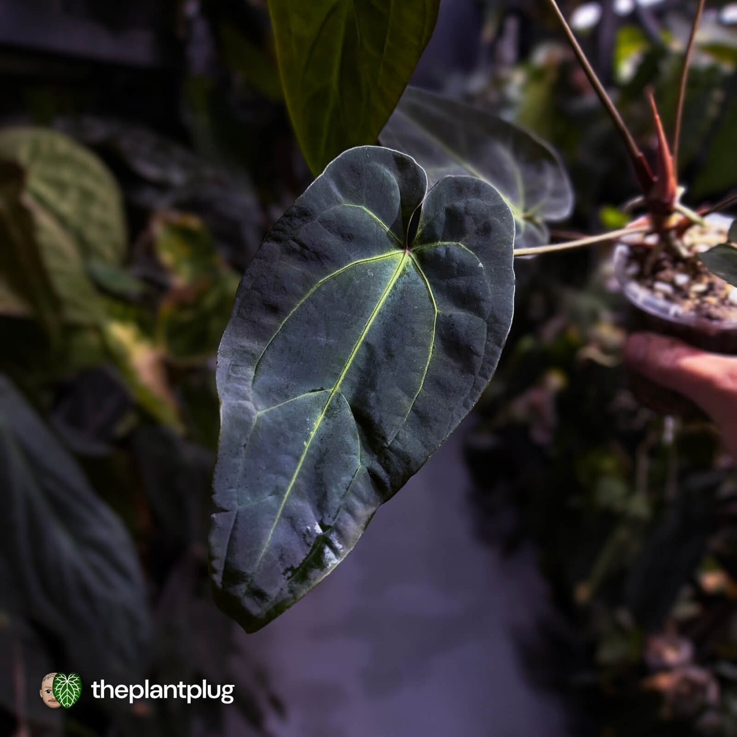 Anthurium #PurplePeopleEater 👾
