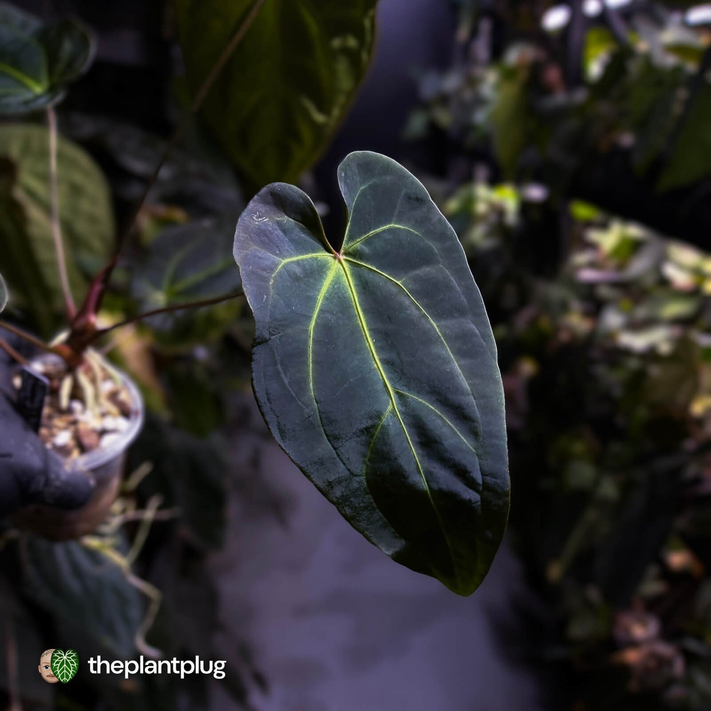Anthurium #PurplePeopleEater 👾
