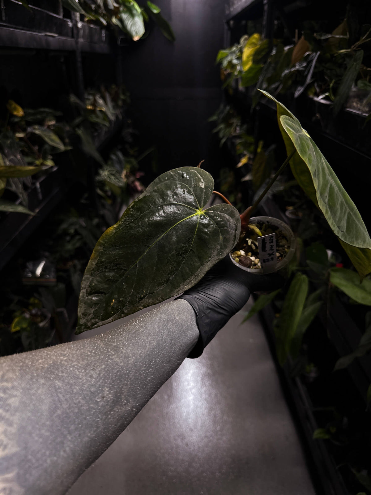 Anthurium Ree Pap Anthurium papillilaminum 'Ree Gardens' x – The Plant Plug