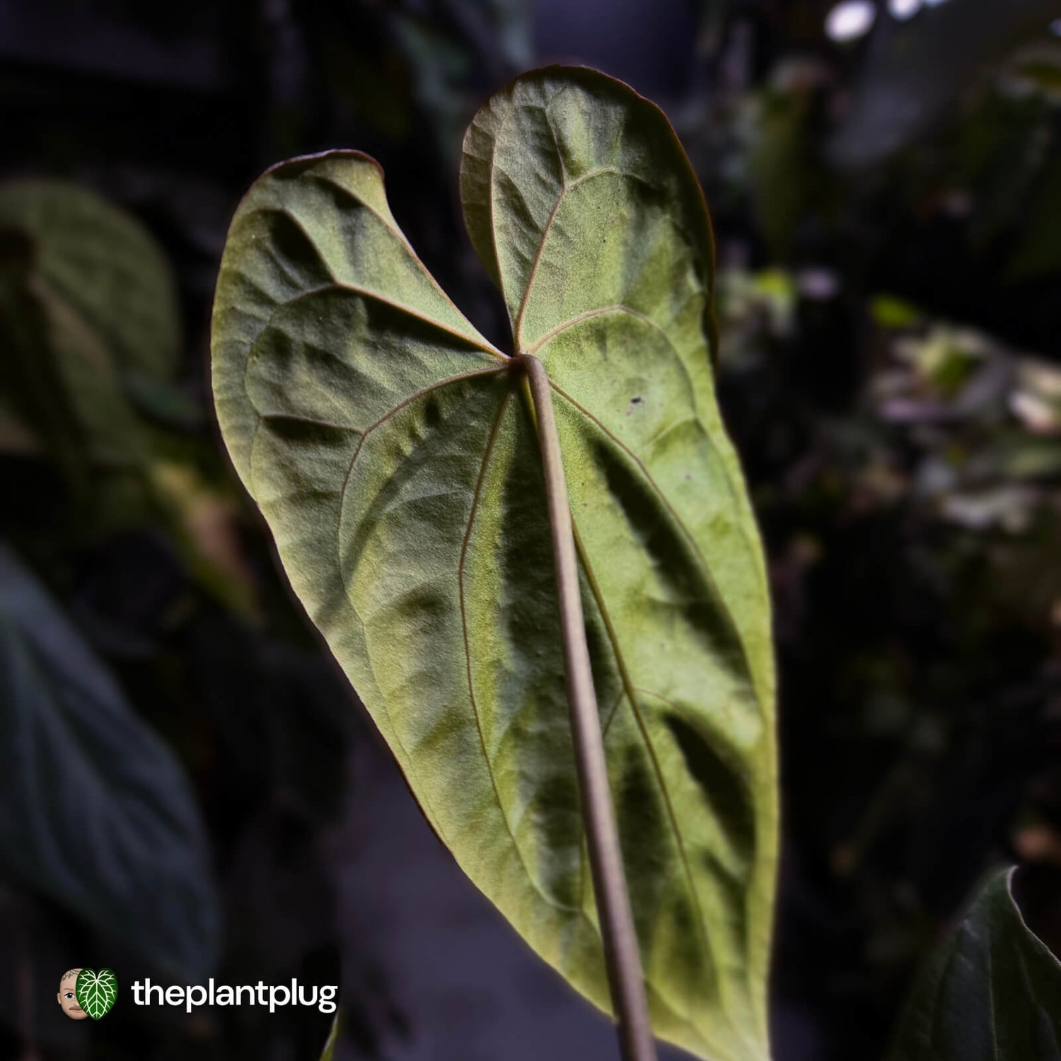 Anthurium #PurplePeopleEater 👾