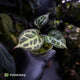 Anthurium #HildersCrystallinum 'Thick Veins' ⚡