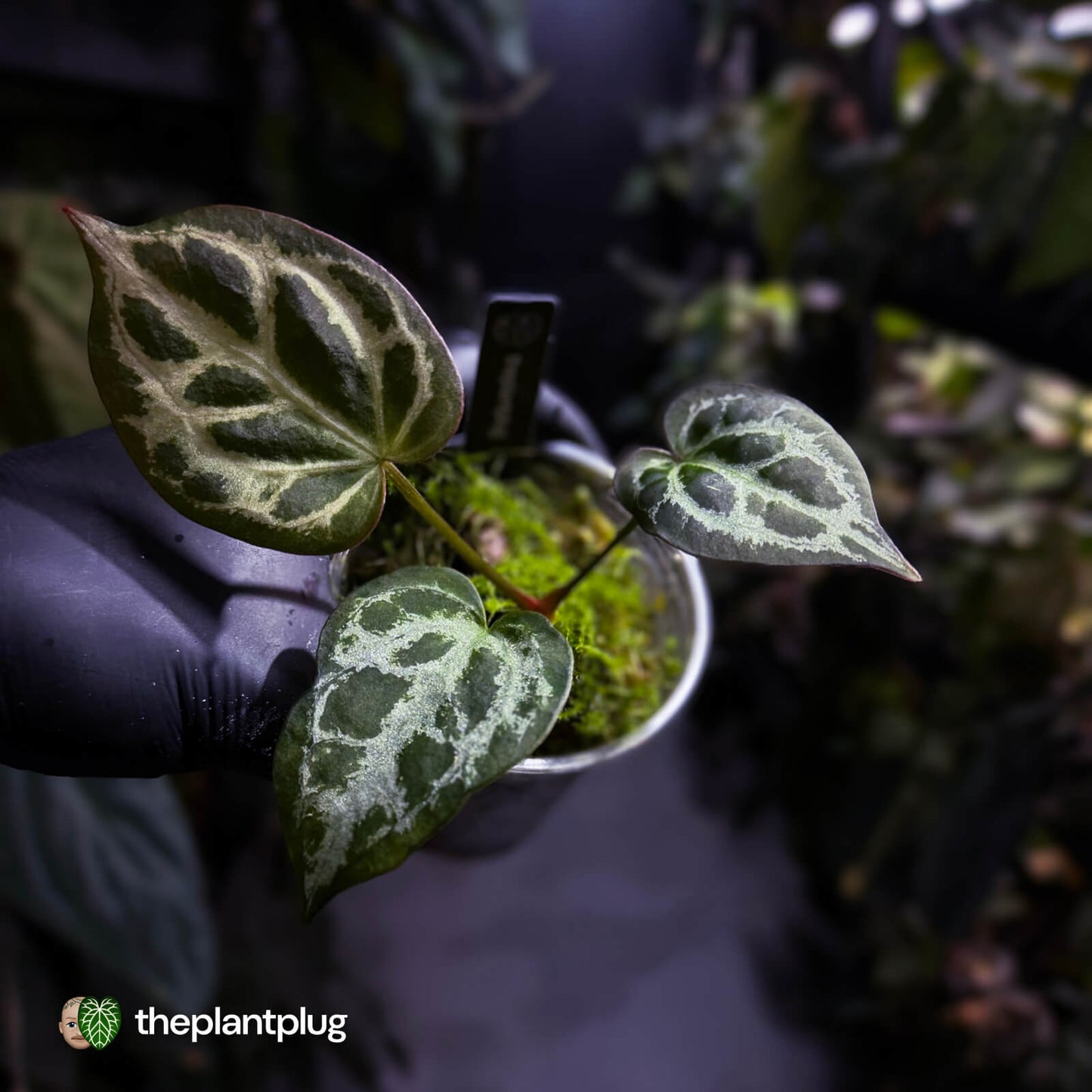 Anthurium #HildersCrystallinum 'Thick Veins' ⚡