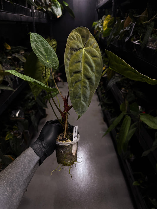 Anthurium #BlinkyBill • #TwinPhoenix x 'Drop Bear'