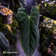 Anthurium 'Portillae' x papillilaminum • XL plant