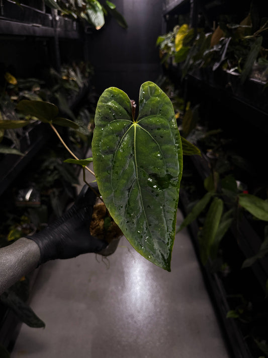 Anthurium #BlinkyBill • #TwinPhoenix x 'Drop Bear'