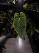 Anthurium #BlinkyBill • #TwinPhoenix x 'Drop Bear'