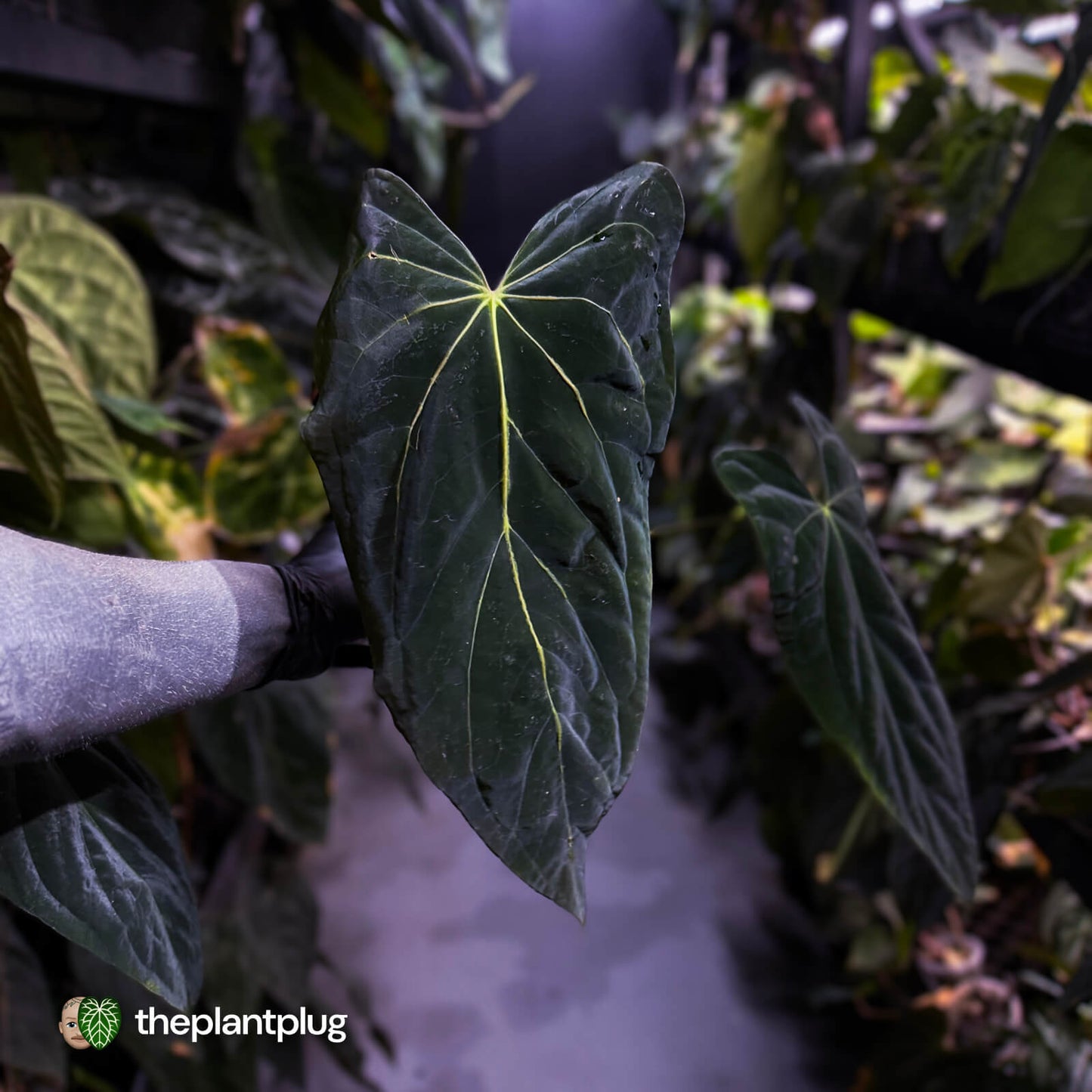 Anthurium 'Portillae' x papillilaminum • XL plant