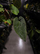 Anthurium #BlinkyBill • #TwinPhoenix x 'Drop Bear'