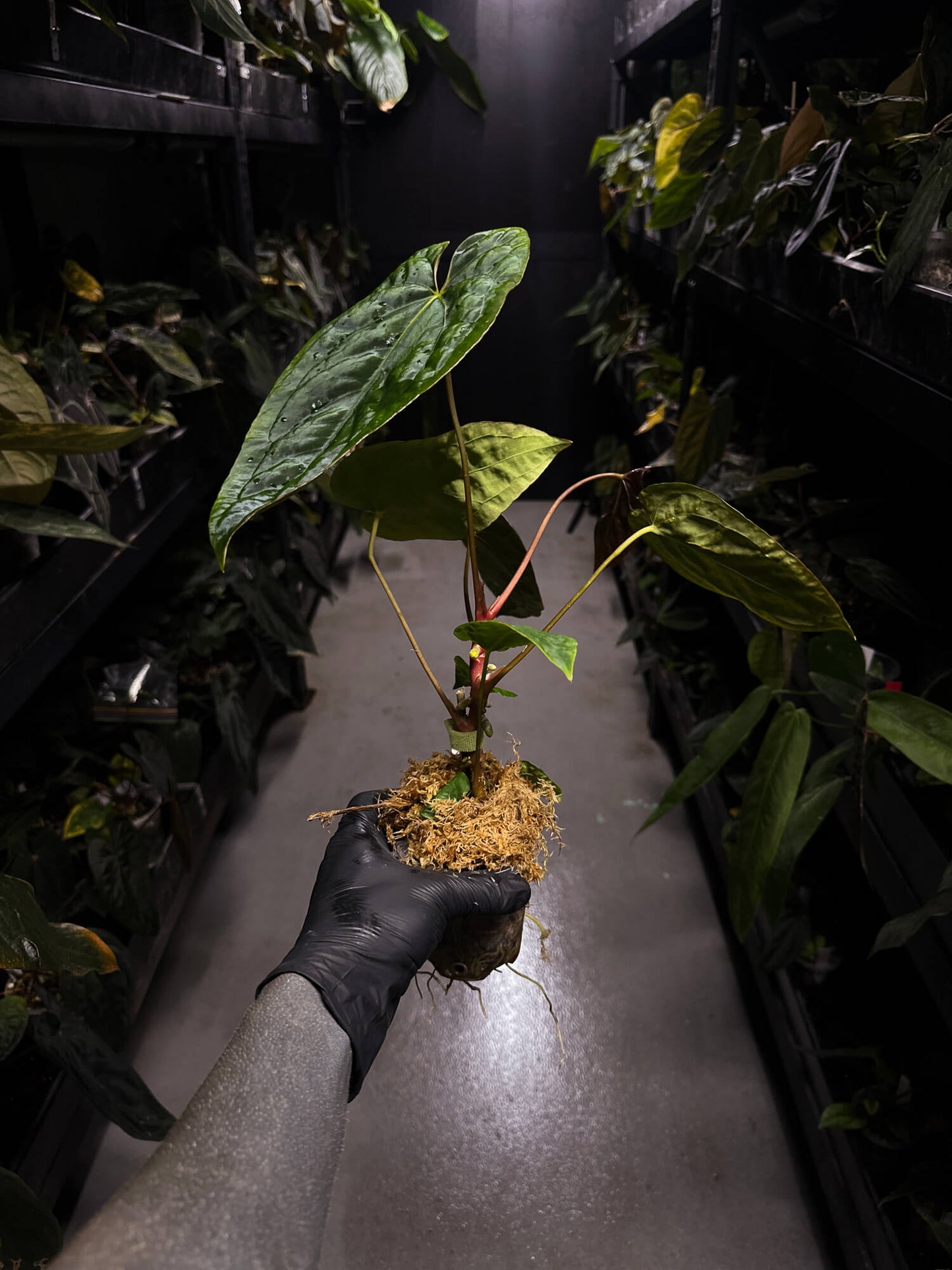 Anthurium #BlinkyBill • #TwinPhoenix x 'Drop Bear'
