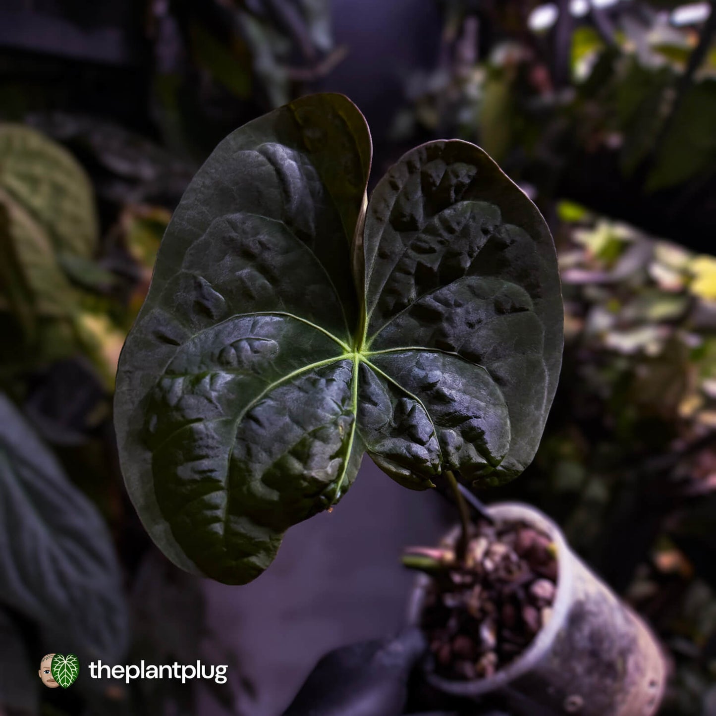 Anthurium 'Hoffx' x (papillilaminum x dressleri) • XXL mother plant clone