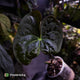 Anthurium 'Hoffx' x (papillilaminum x dressleri) • XXL mother plant clone