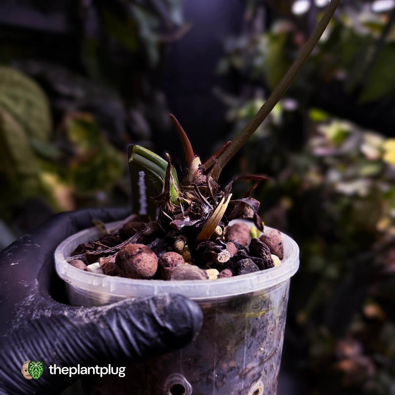 Anthurium 'Hoffx' x (papillilaminum x dressleri) • XXL mother plant clone