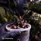 Anthurium 'Hoffx' x (papillilaminum x dressleri) • XXL mother plant clone
