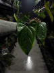 Anthurium subsignatum x luxurians