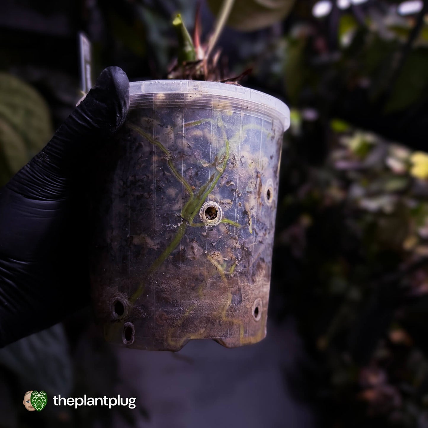 Anthurium 'Hoffx' x (papillilaminum x dressleri) • XXL mother plant clone