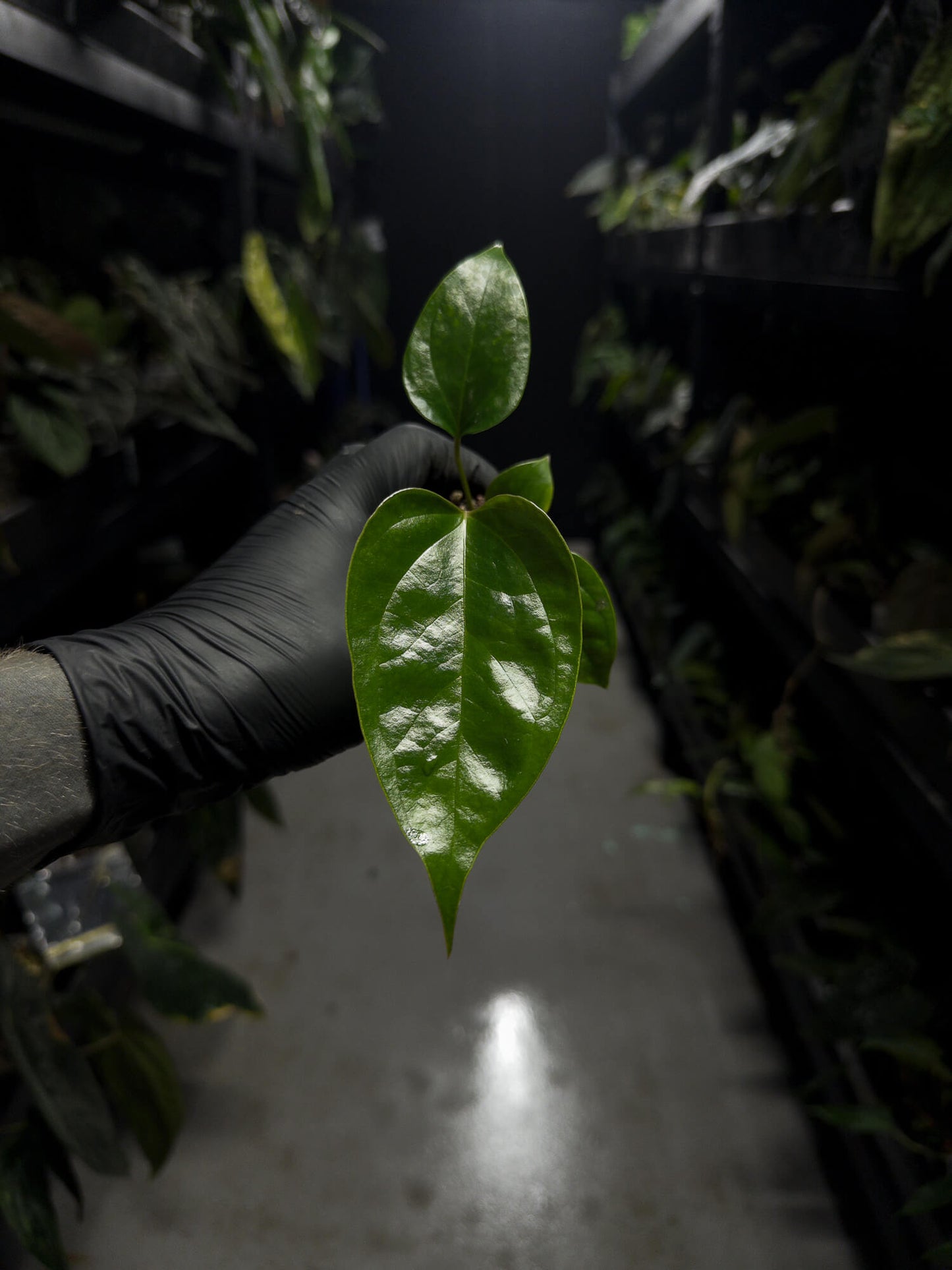 Anthurium subsignatum x luxurians