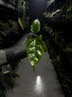 Anthurium subsignatum x luxurians