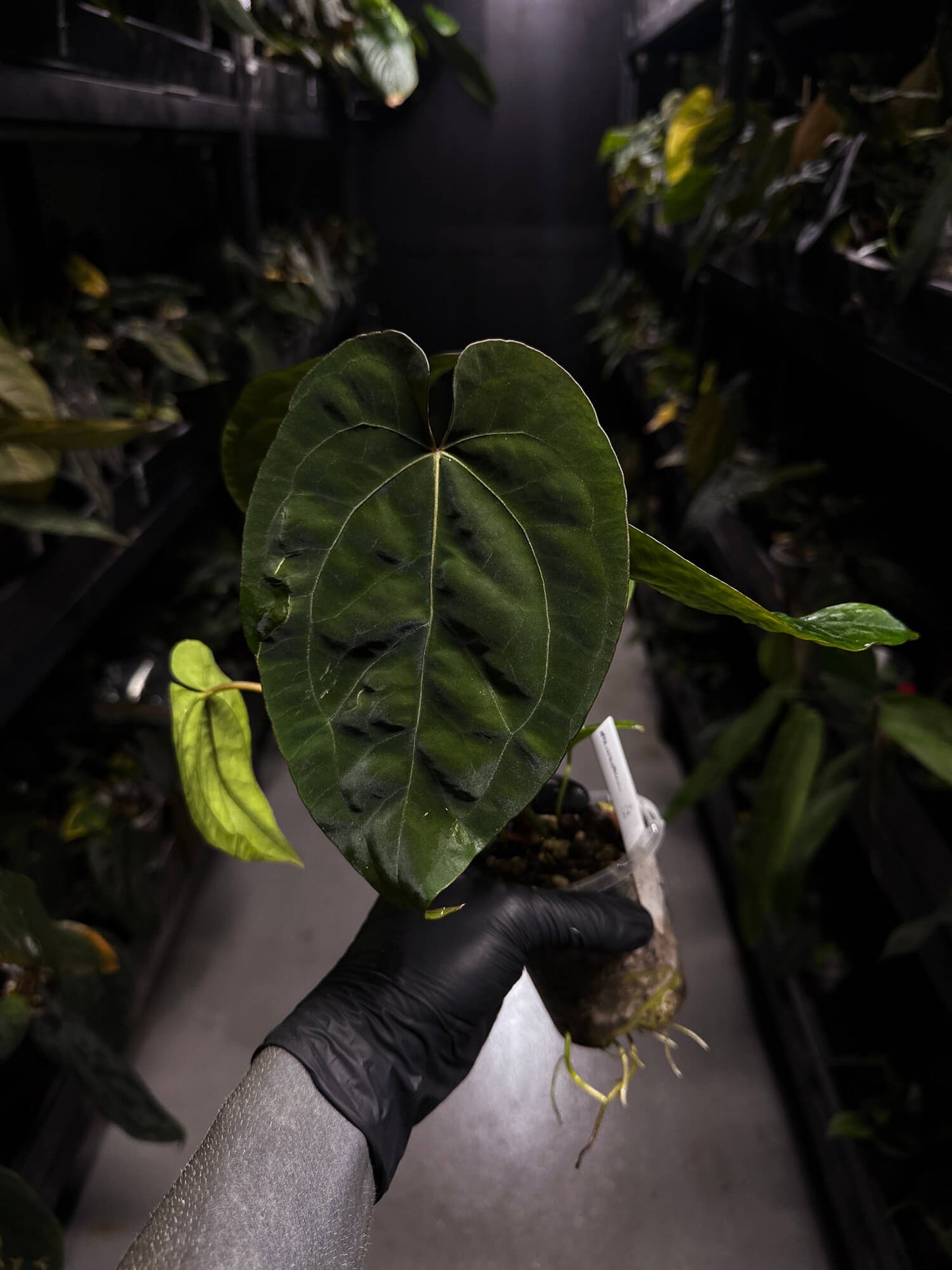 Anthurium #BlinkyBill • #TwinPhoenix x 'Drop Bear' • select plant