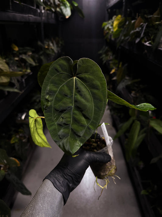 Anthurium #BlinkyBill • #TwinPhoenix x 'Drop Bear' • select plant