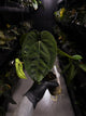 Anthurium #BlinkyBill • #TwinPhoenix x 'Drop Bear' • select plant