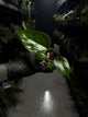 Anthurium subsignatum x luxurians