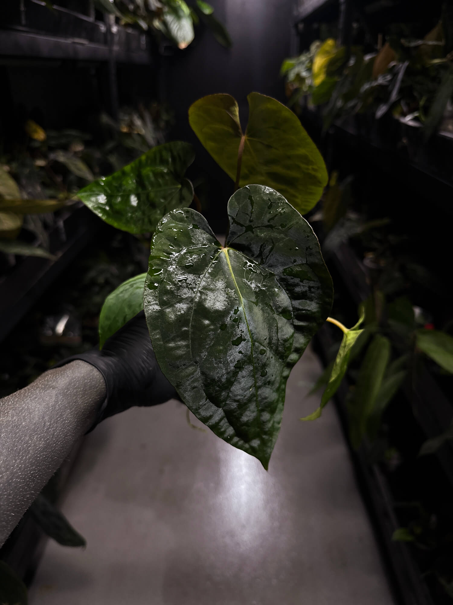 Anthurium #BlinkyBill • #TwinPhoenix x 'Drop Bear' • select plant