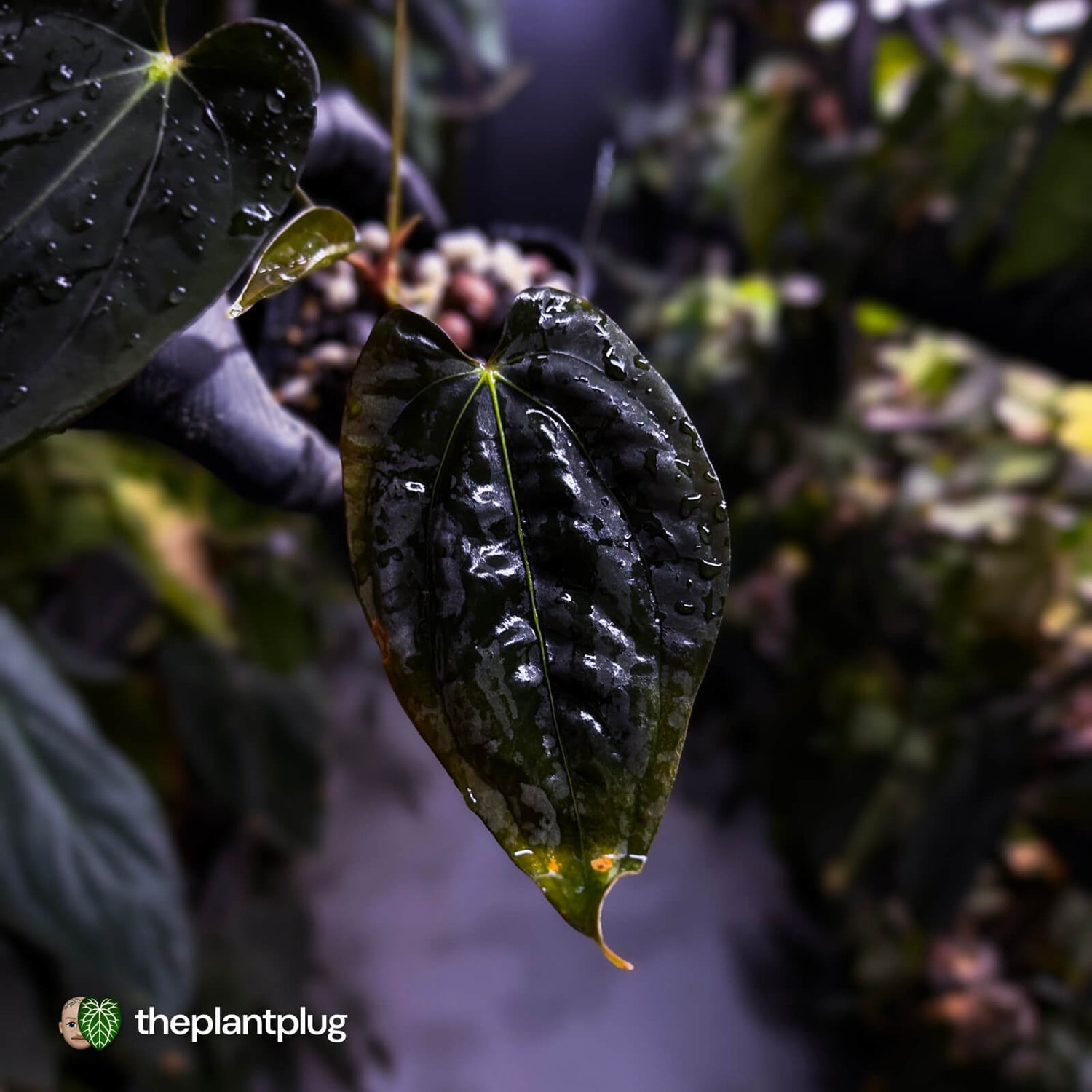 Anthurium papillilaminum 'RA6' x antolakii ('Round x RA1') • holdback