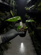 Anthurium subsignatum x luxurians