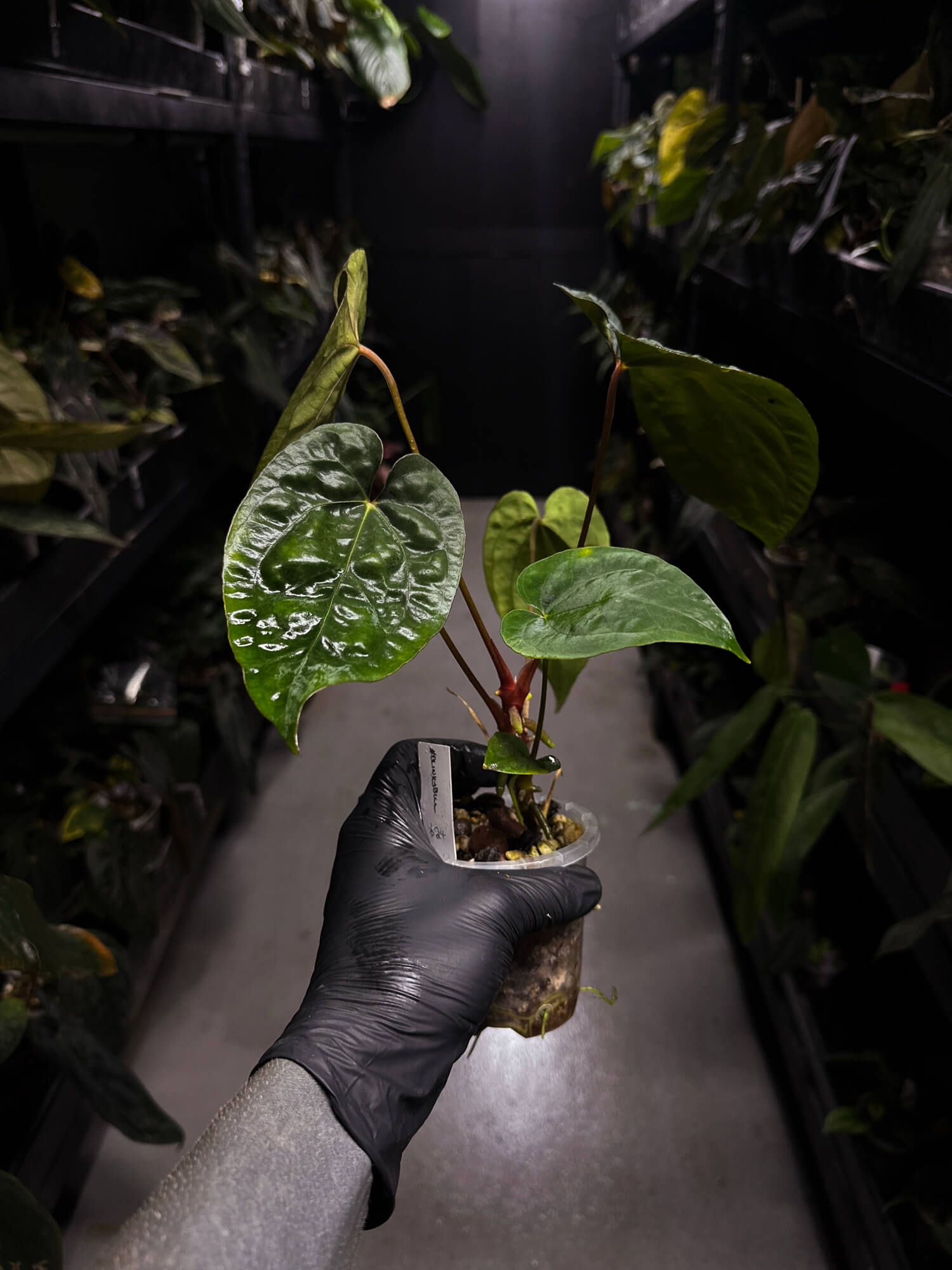 Anthurium #BlinkyBill • #TwinPhoenix x 'Drop Bear' • select plant