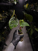 Anthurium #BlinkyBill • #TwinPhoenix x 'Drop Bear' • select plant