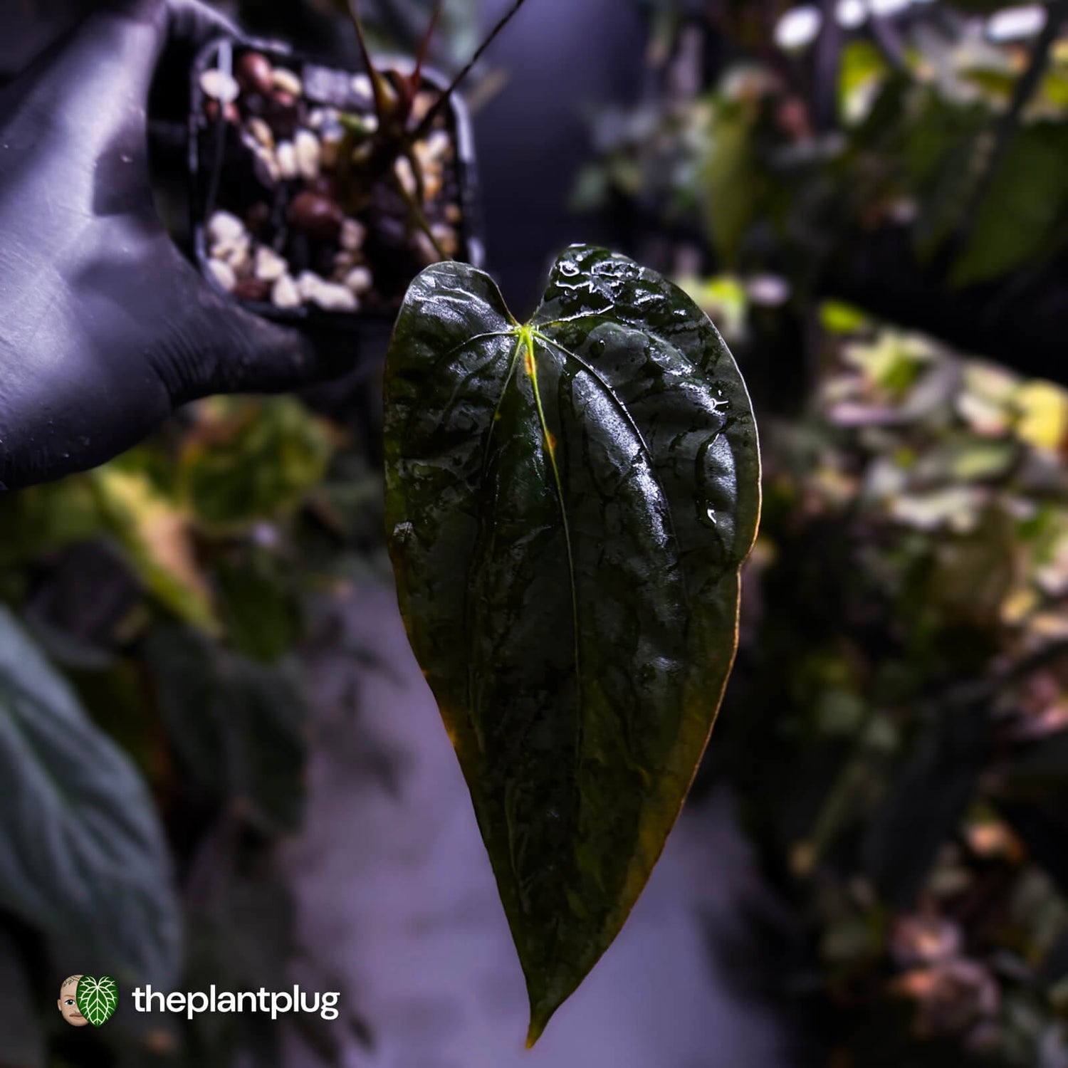 Anthurium papillilaminum 'RA6' x antolakii ('Round x RA1') • holdback
