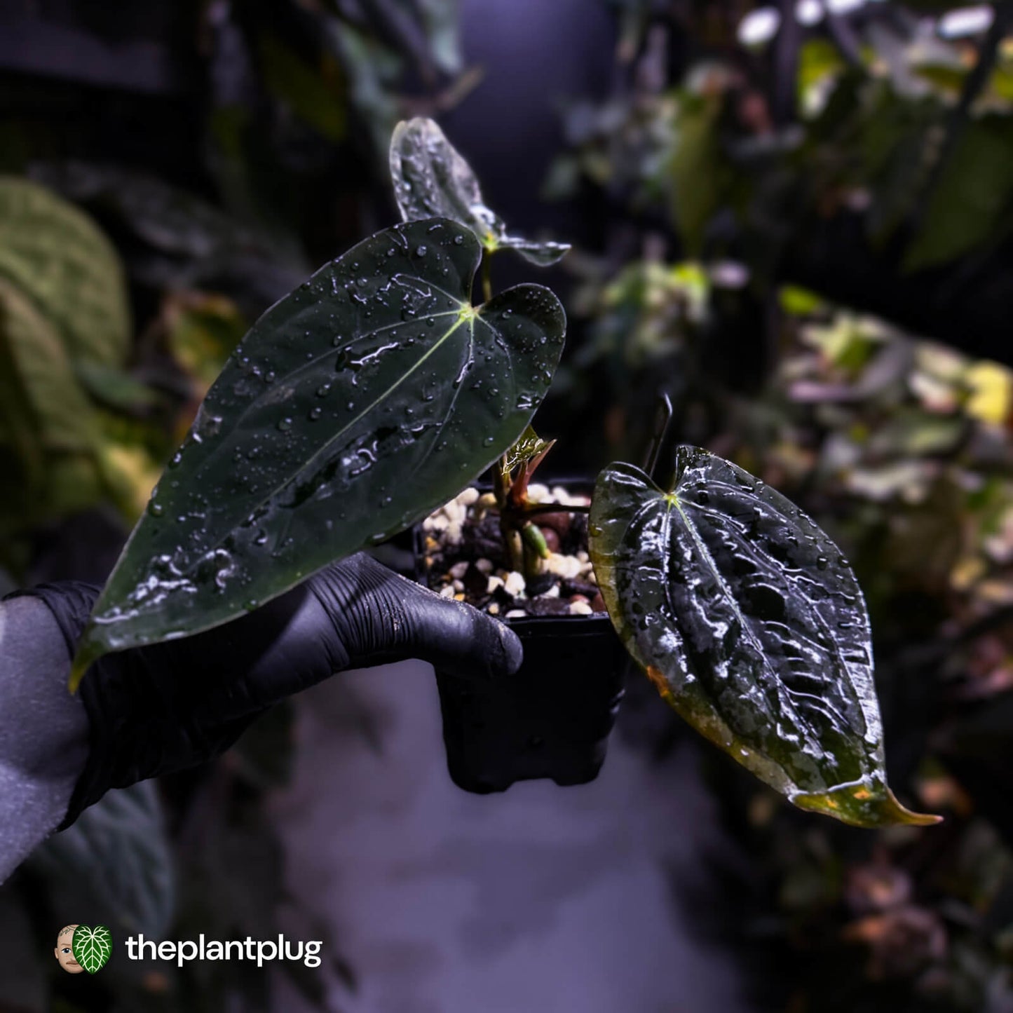 Anthurium papillilaminum 'RA6' x antolakii ('Round x RA1') • holdback