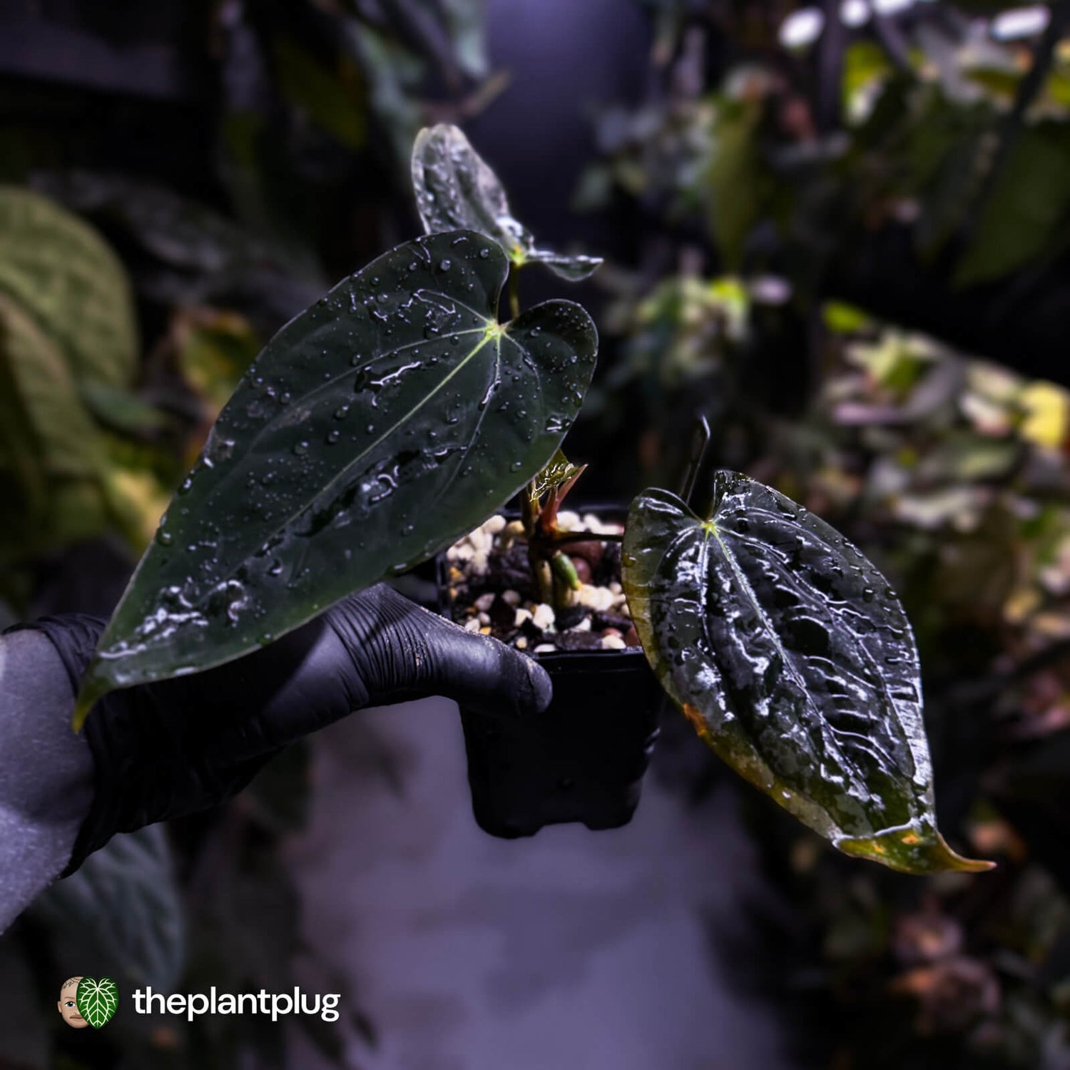 Anthurium papillilaminum 'RA6' x antolakii ('Round x RA1') • holdback