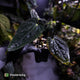 Anthurium papillilaminum 'RA6' x antolakii ('Round x RA1') • holdback