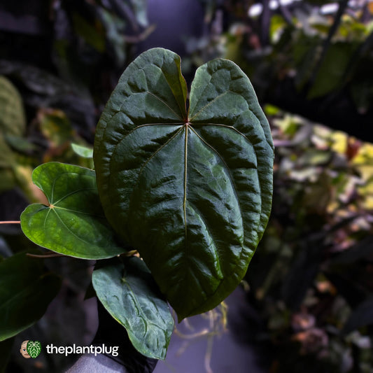Anthurium #MidnightVelvet x dressleri 'LAS' • two plants
