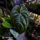Anthurium #MidnightVelvet x dressleri 'LAS' • two plants
