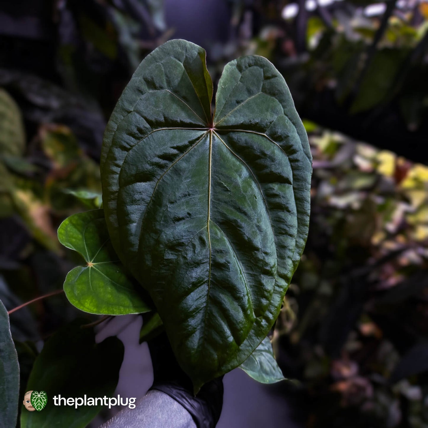 Anthurium #MidnightVelvet x dressleri 'LAS' • two plants