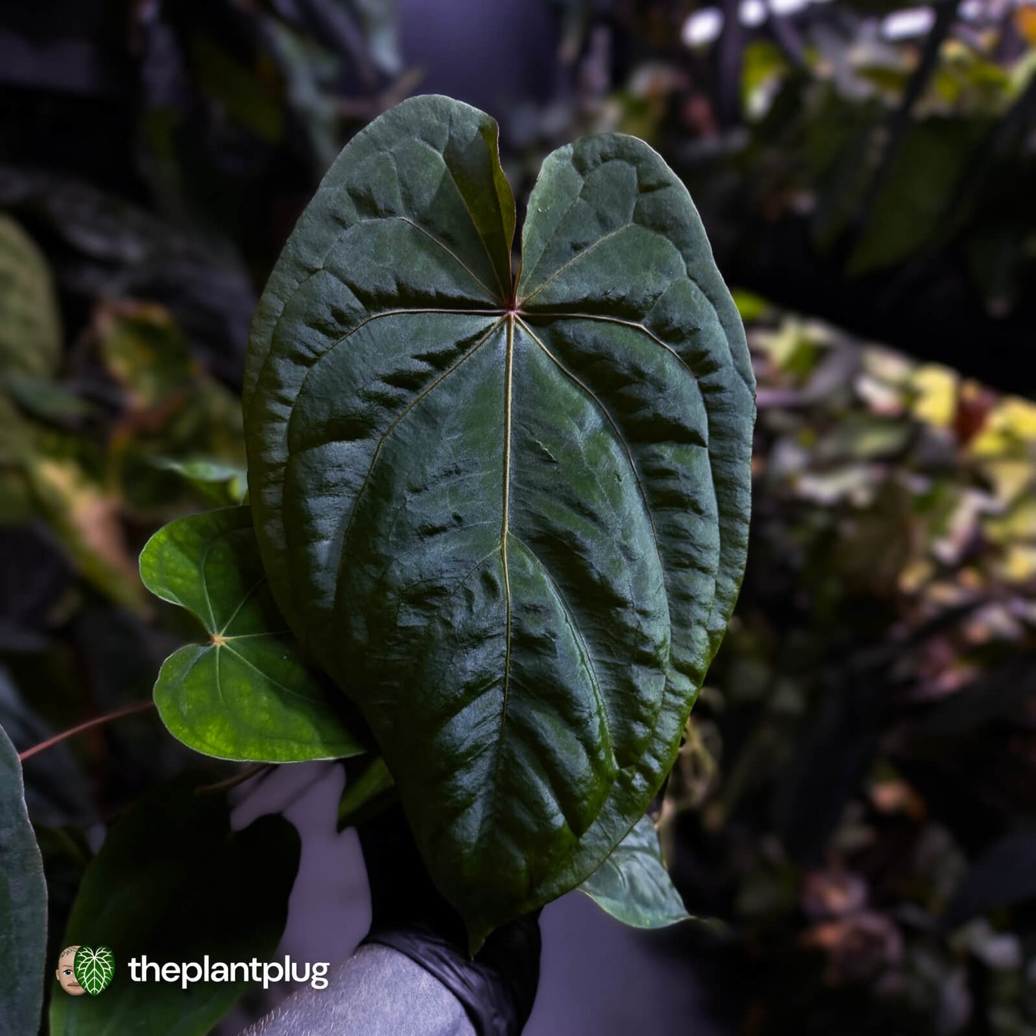 Anthurium #MidnightVelvet x dressleri 'LAS' • two plants