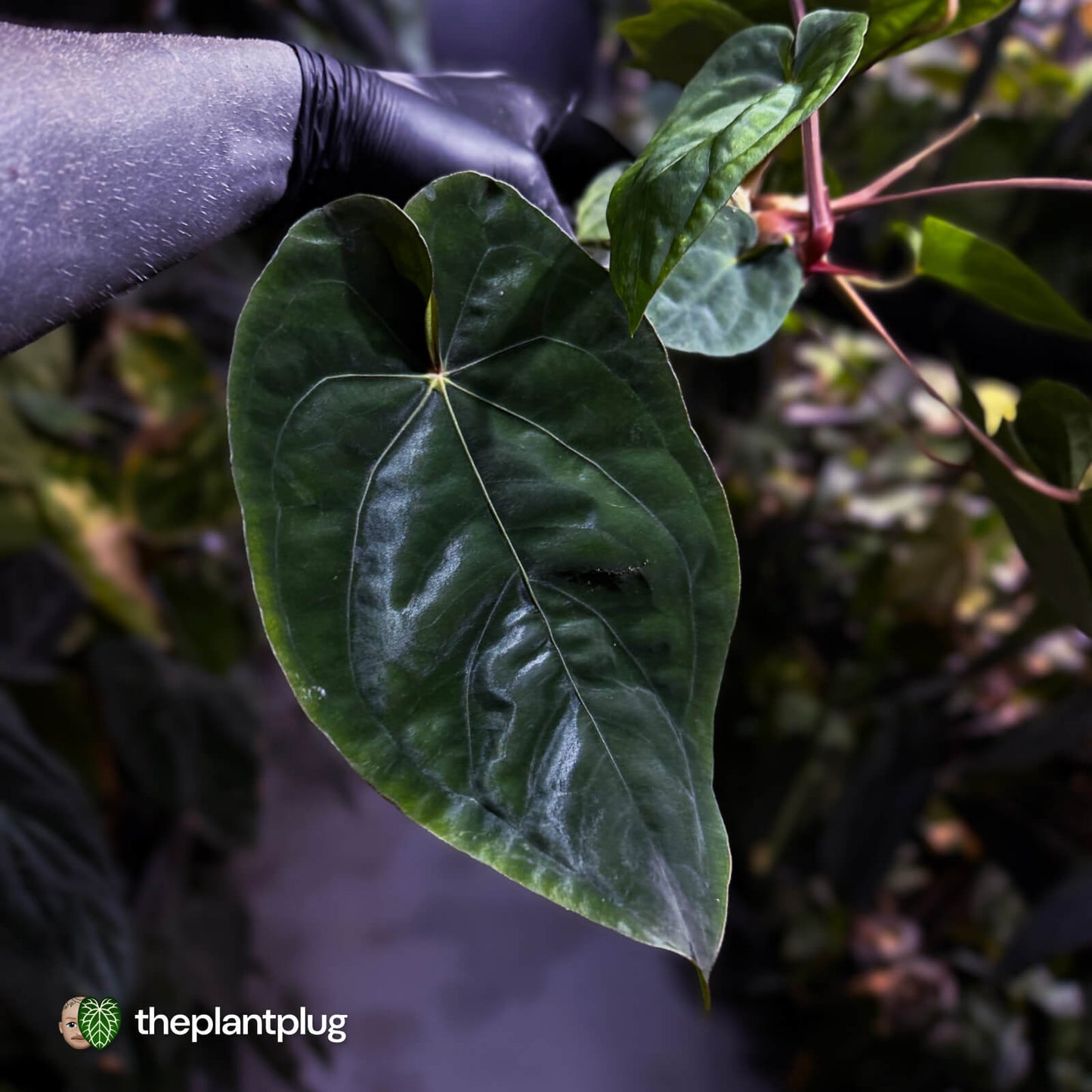 Anthurium #MidnightVelvet x dressleri 'LAS' • two plants