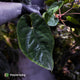Anthurium #MidnightVelvet x dressleri 'LAS' • two plants