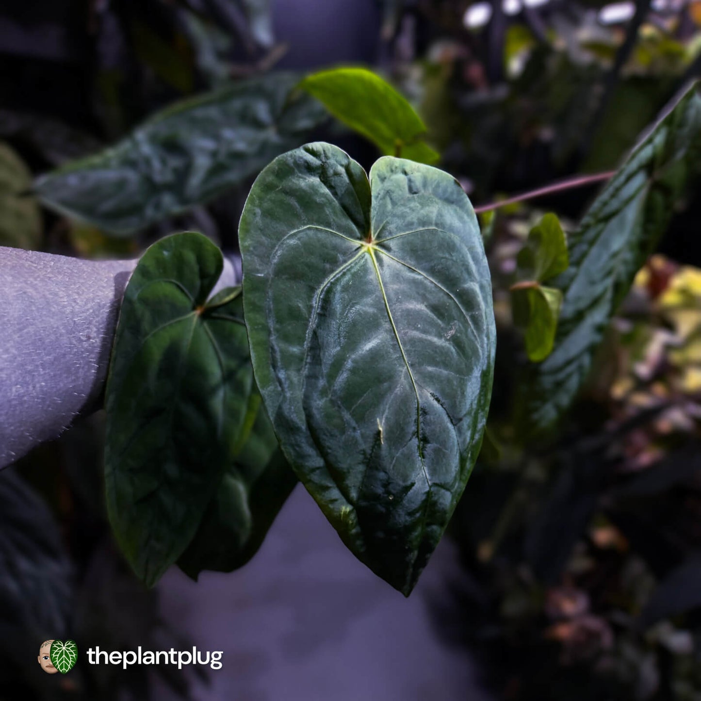 Anthurium #MidnightVelvet x dressleri 'LAS' • two plants