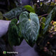 Anthurium #MidnightVelvet x dressleri 'LAS' • two plants