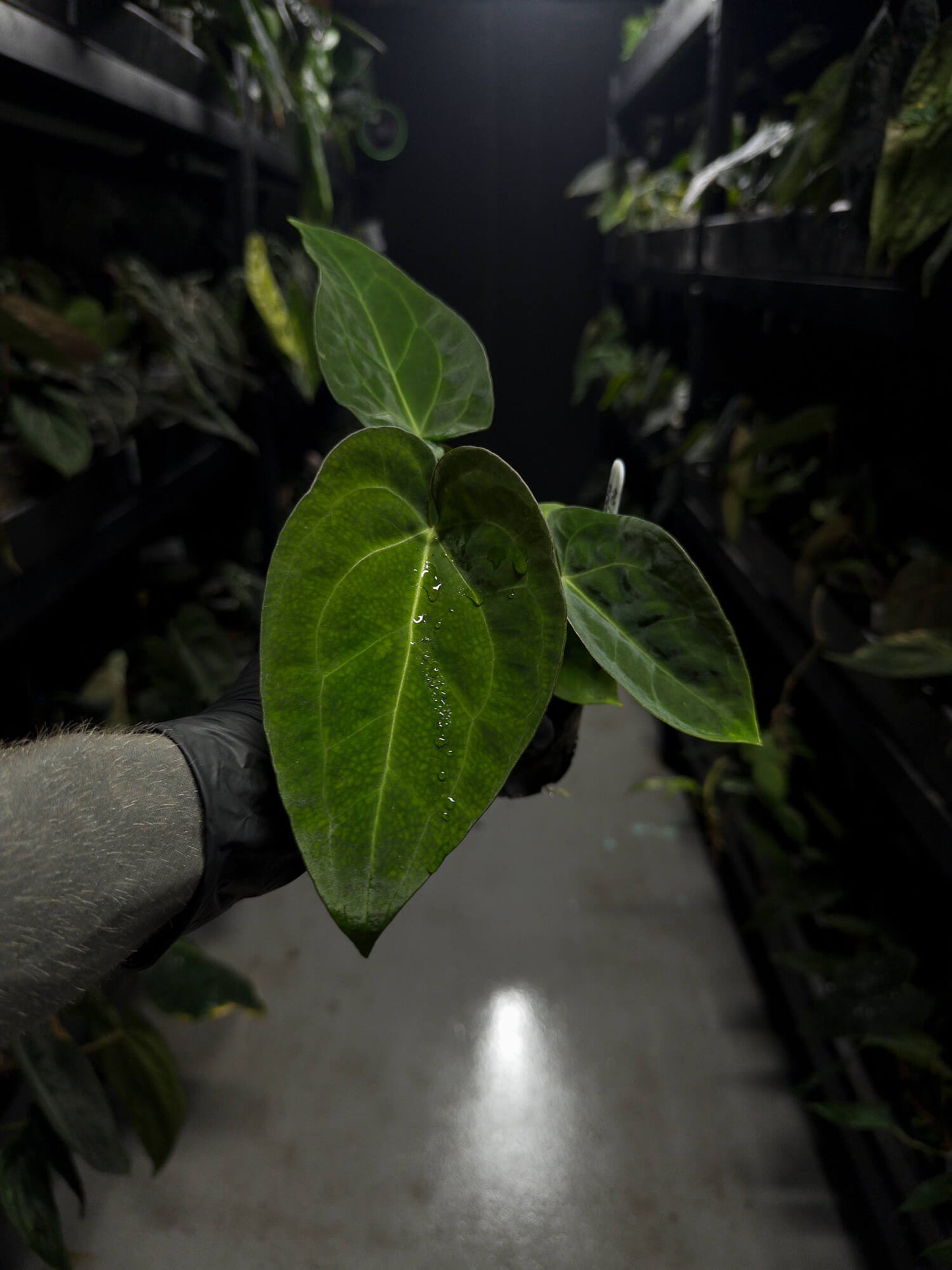 Anthurium (dorayaki x pap hybrid) x (#blackcherry x (pap x dress))