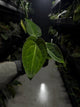 Anthurium (dorayaki x pap hybrid) x (#blackcherry x (pap x dress))