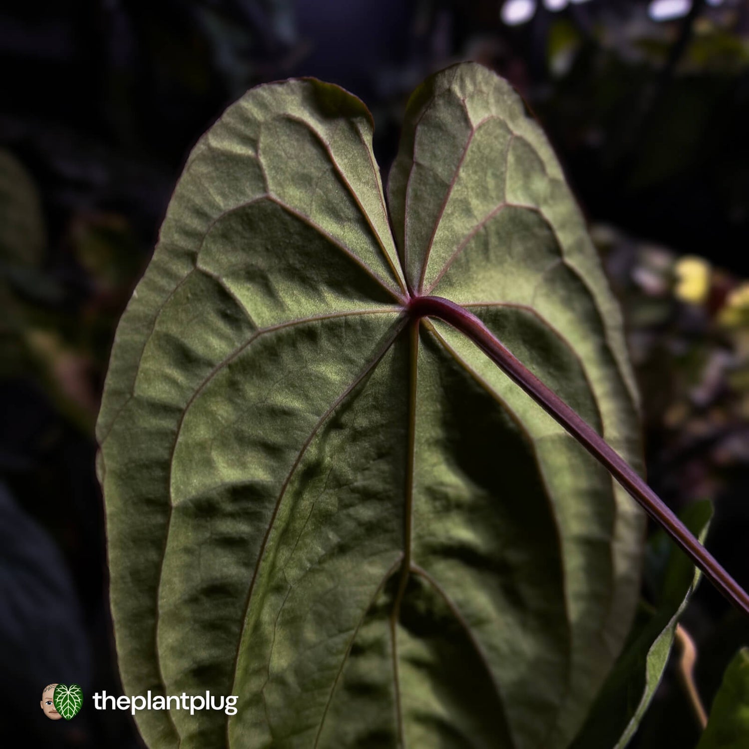 Anthurium #MidnightVelvet x dressleri 'LAS' • two plants