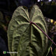 Anthurium #MidnightVelvet x dressleri 'LAS' • two plants
